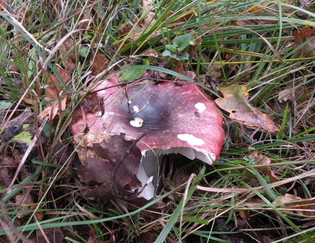 Nei boschi di Ulderico